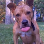 Lilly, Pits, APBT, Sweetheart